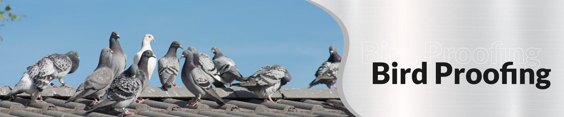 Bird Proofing